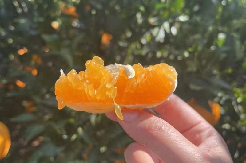 宾川纽荷尔脐橙轻咬一口，果肉滑嫩细腻水分充，支持一件代发