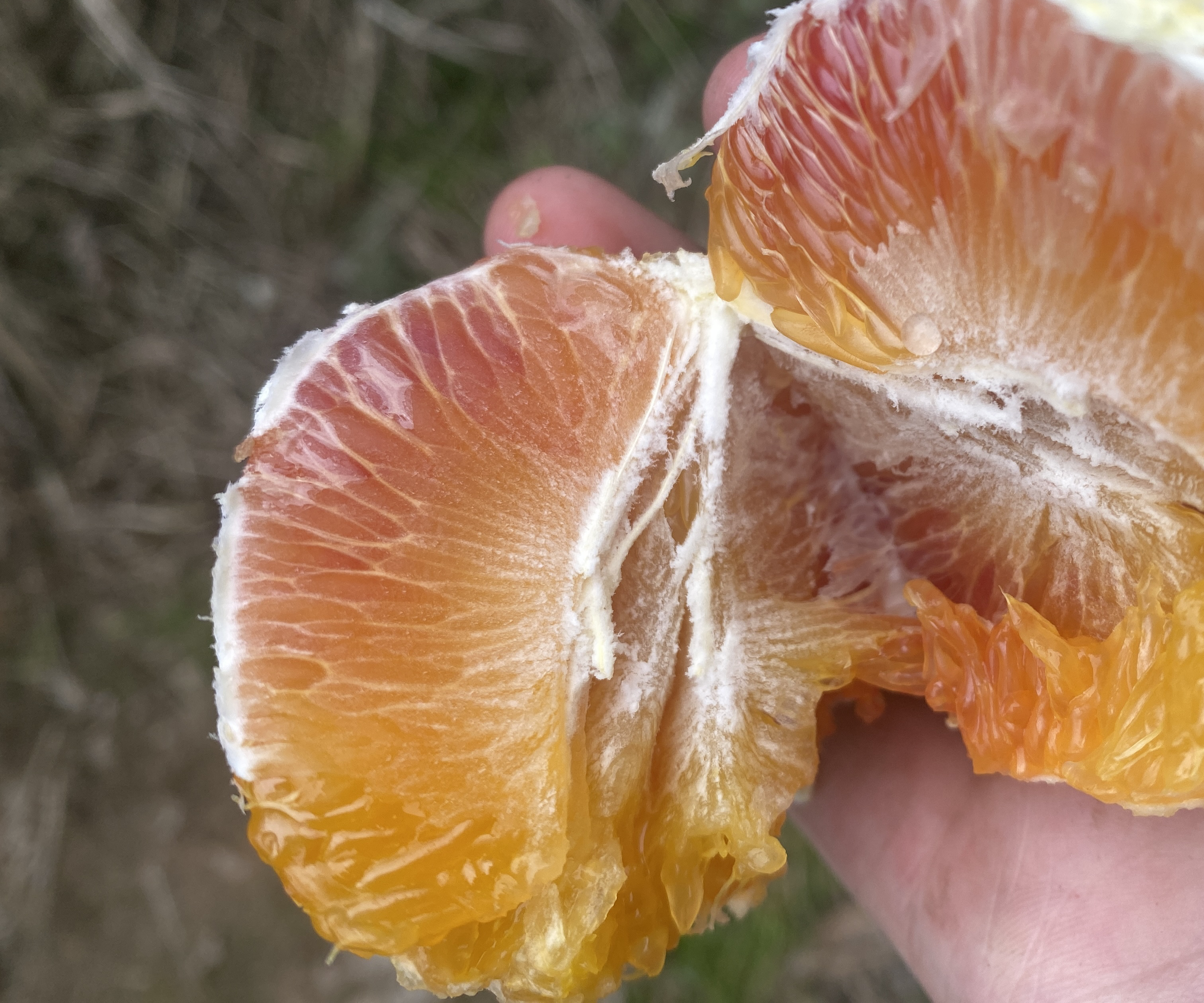 柱状图展示血橙果汁与沉淀物中花青素、果胶、维生素C等营养成分含量的对比 血橙果汁与沉淀物的营养对比柱状图