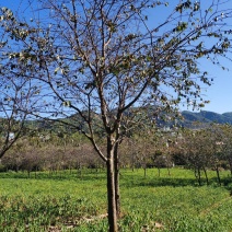 精品云南樱花基地直供