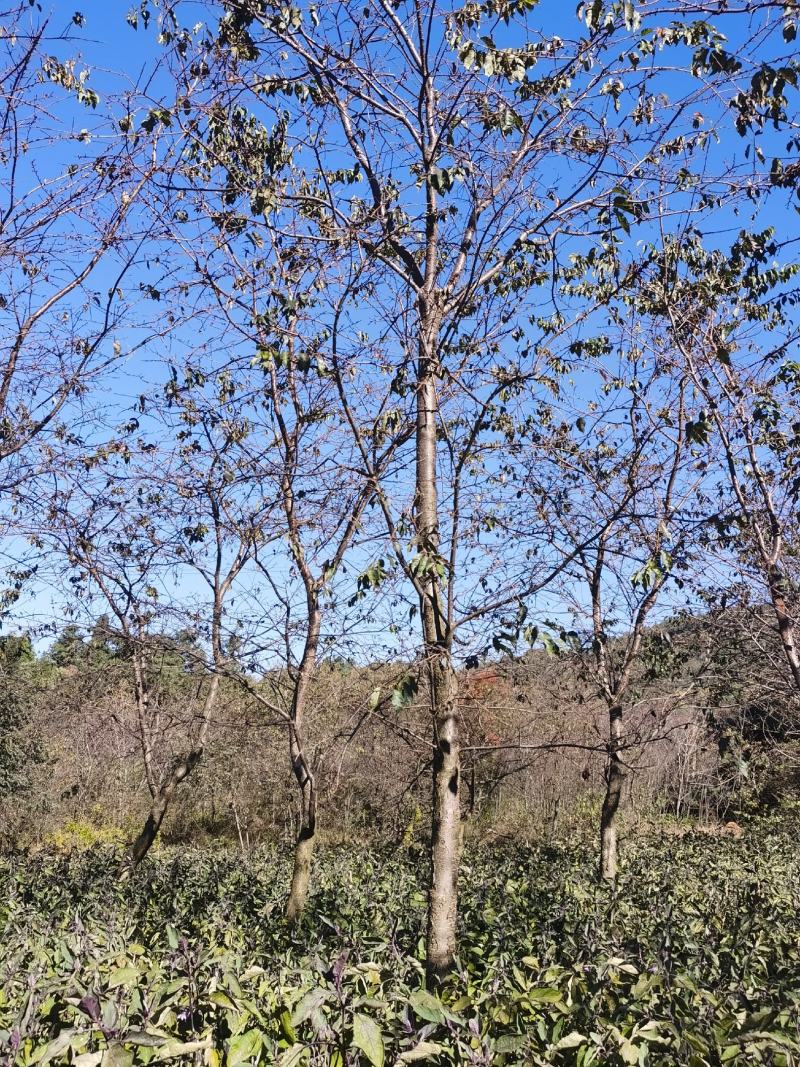 精品云南樱花基地直供