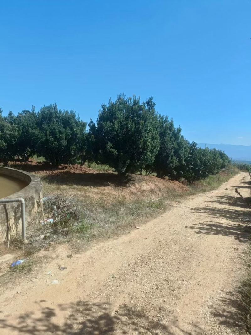 精品断根杨梅树，基地直供