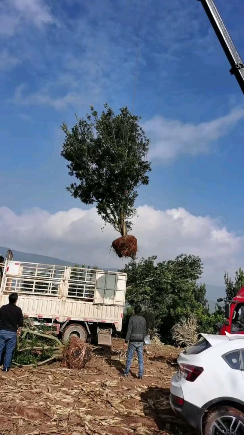 精品断根杨梅树，基地直供