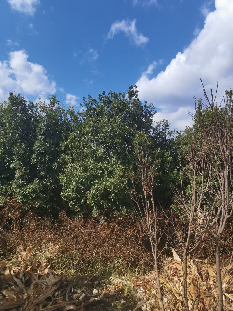 精品断根杨梅树，基地直供