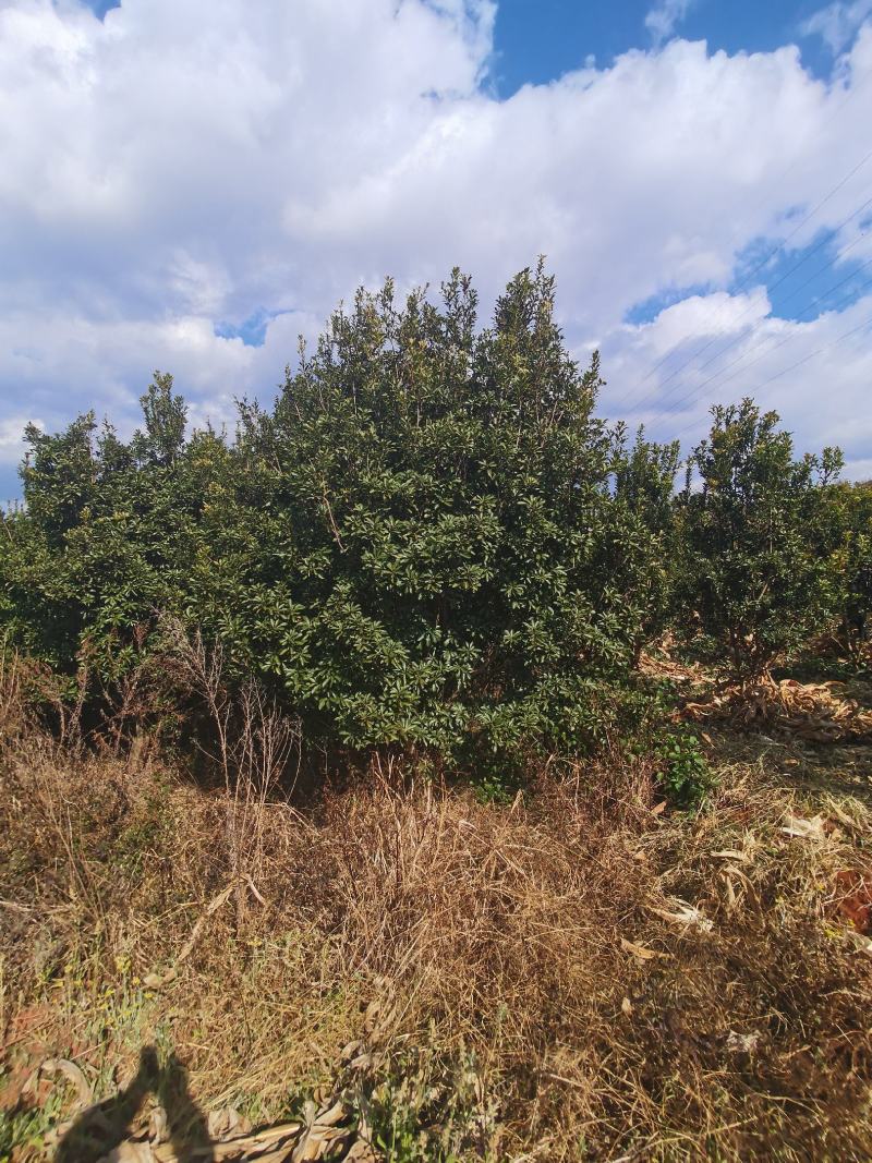 精品断根杨梅树，基地直供