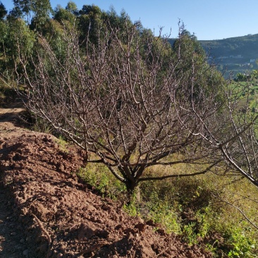 精品山杏树地径10-30公分，基地直供