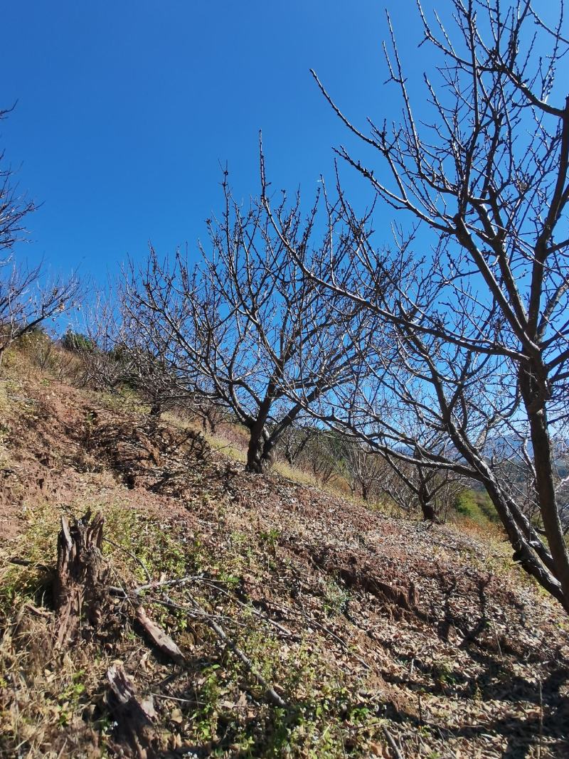 精品山杏树地径10-30公分，基地直供