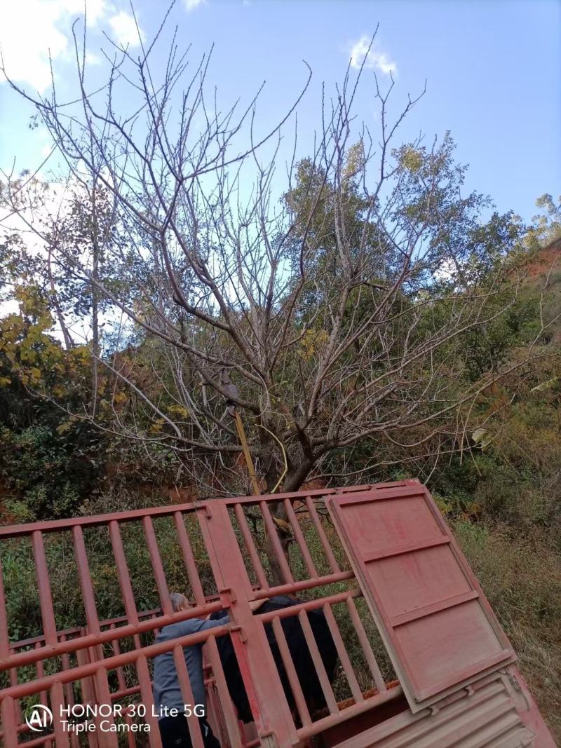 精品山杏树地径10-30公分，基地直供