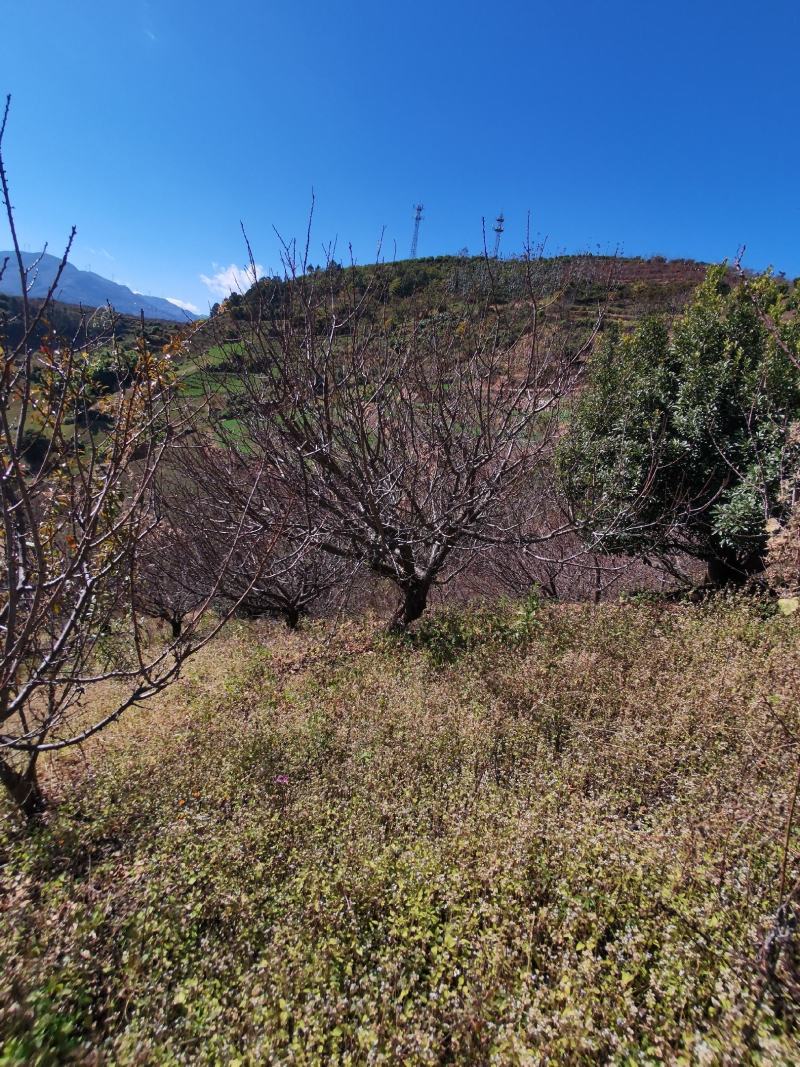 精品山杏树地径10-30公分，基地直供