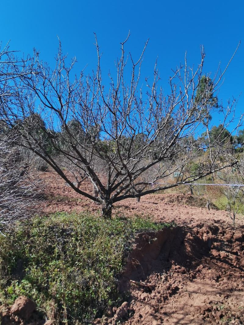 精品山杏树地径10-30公分，基地直供