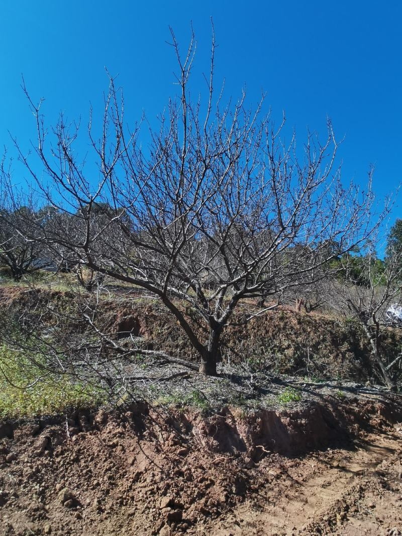 精品山杏树地径10-30公分，基地直供