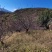 精品山杏树地径10-30公分，基地直供