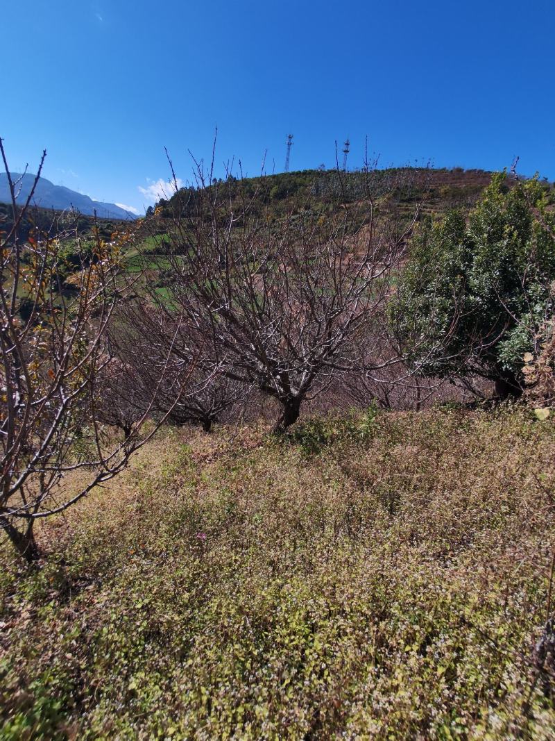 精品山杏树地径10-30公分，基地直供