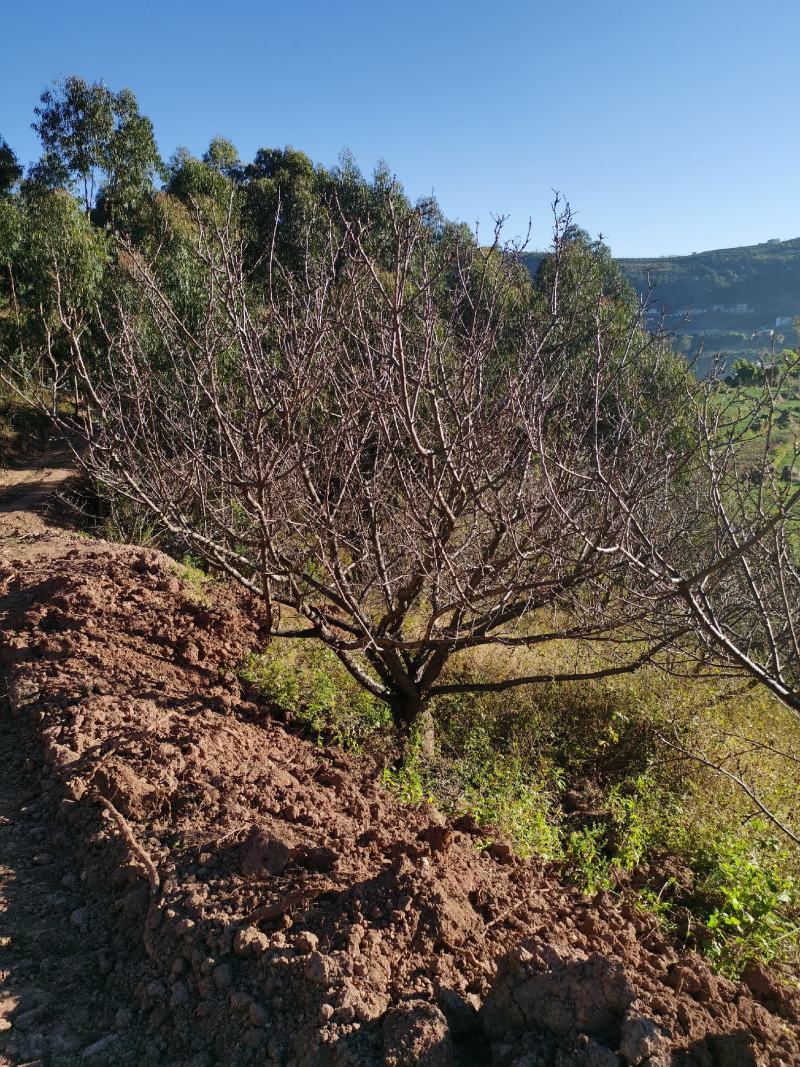 精品山杏树地径10-30公分，基地直供