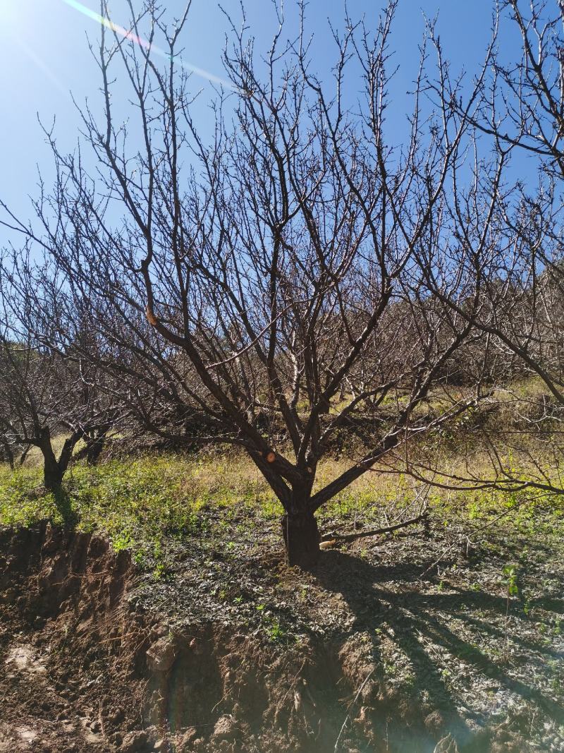 精品山杏树地径10-30公分，基地直供