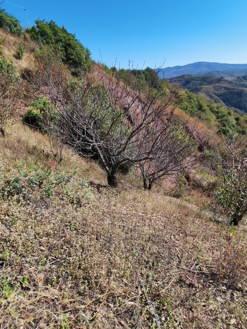 精品山杏树地径10-30公分，基地直供