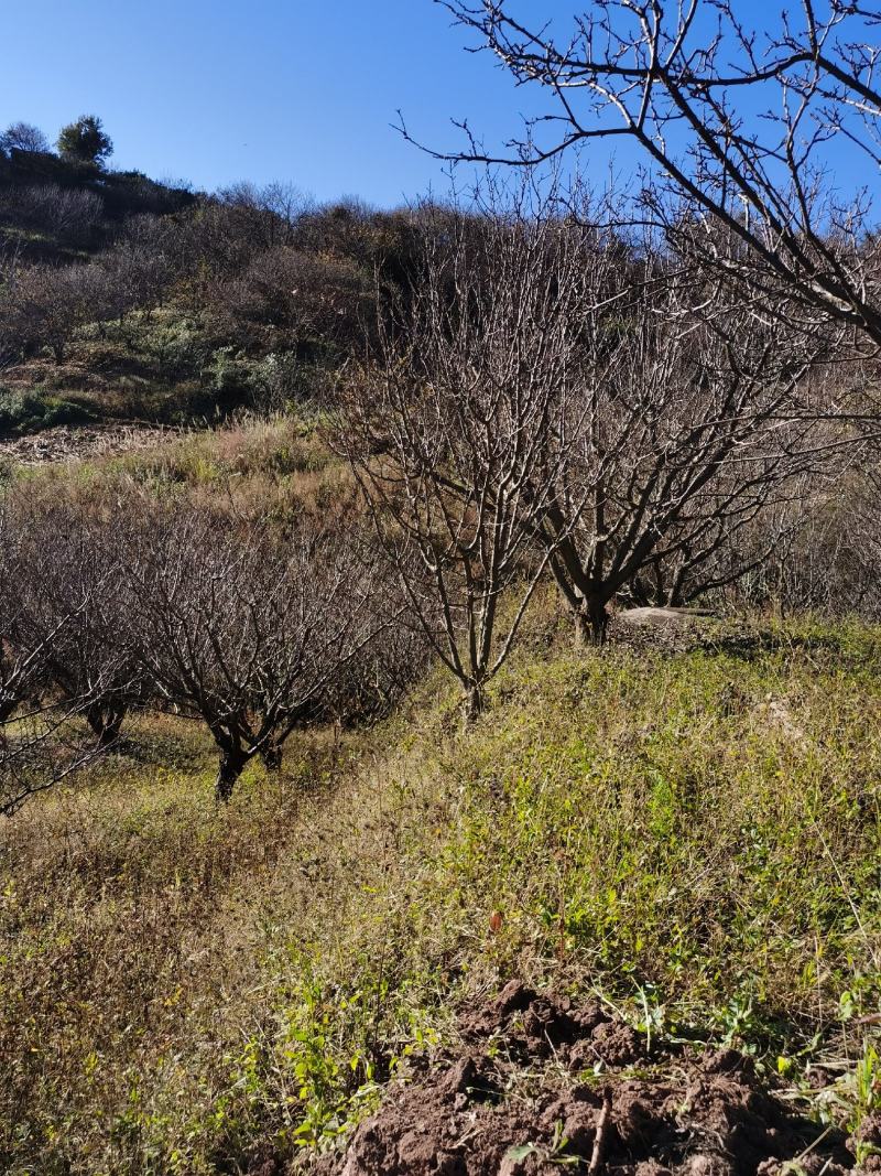 精品山杏树地径10-30公分，基地直供