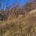 精品山杏树地径10-30公分，基地直供