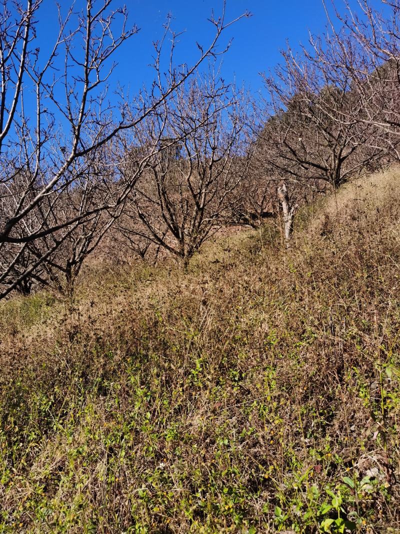 精品山杏树地径10-30公分，基地直供