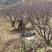 精品山杏树地径10-30公分，基地直供