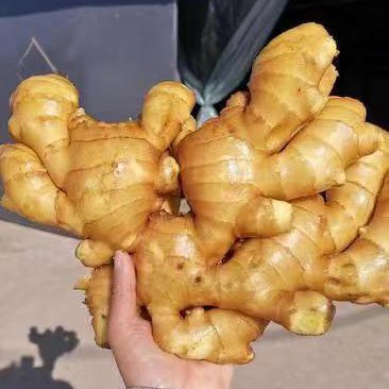 大黄姜小黄姜大量供应全国发货质量保证，坏烂包赔