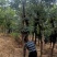 精品清香木地袋苗米径4-15公分，基地直供，一手货源！