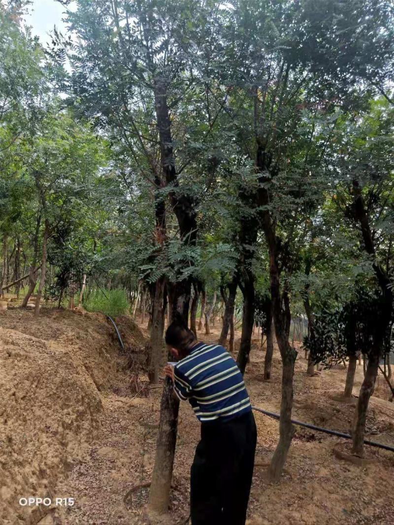 精品清香木地袋苗米径4-15公分，基地直供，一手货源！