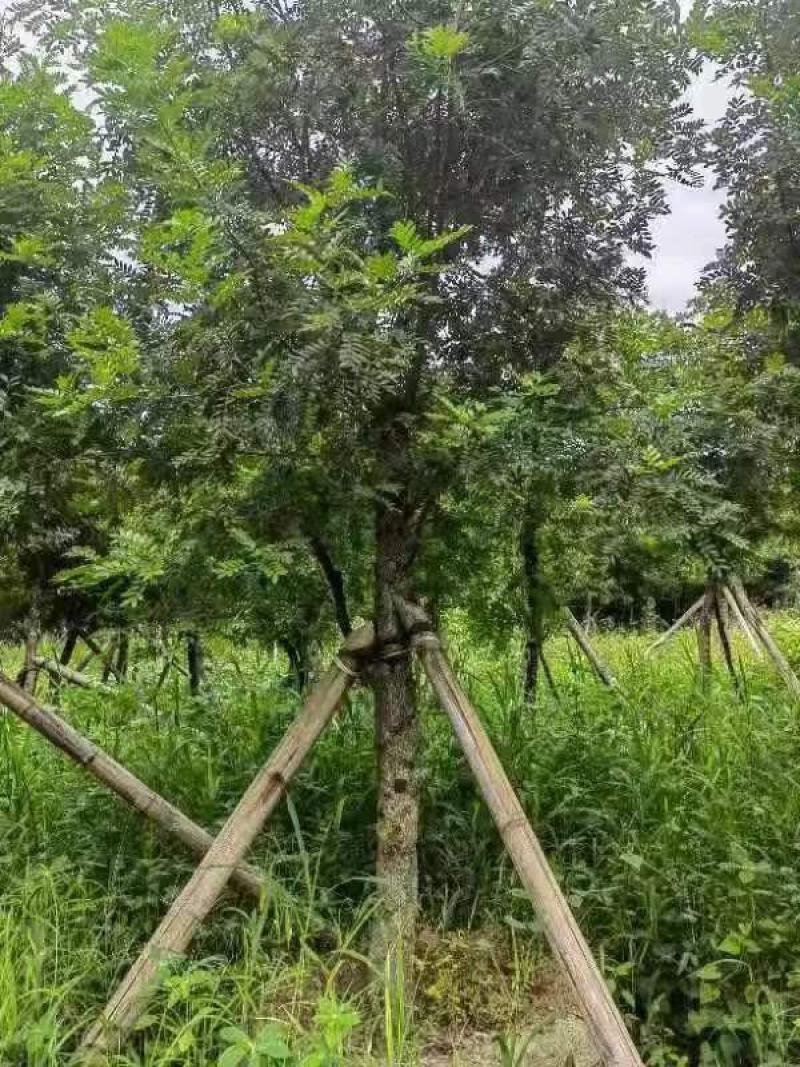 精品清香木地袋苗米径4-15公分，基地直供，一手货源！