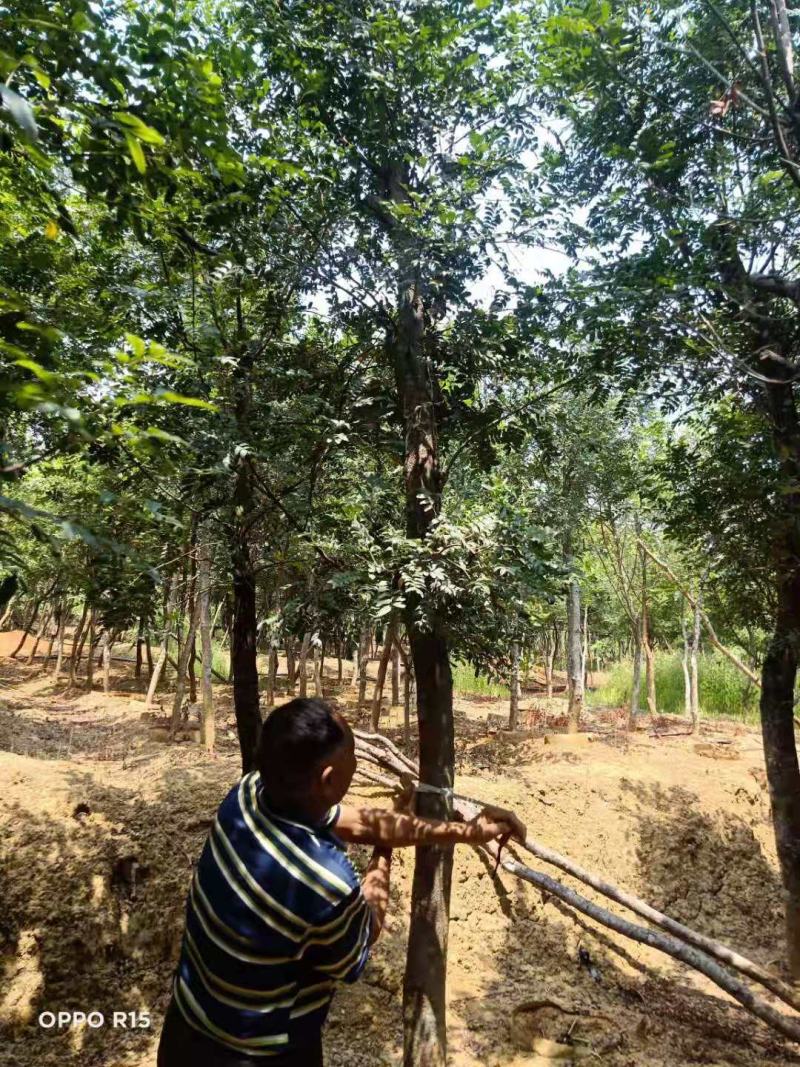 精品清香木地袋苗米径4-15公分，基地直供，一手货源！