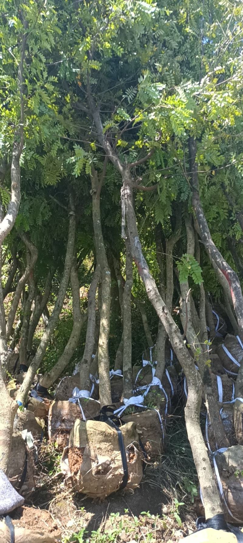 精品清香木地袋苗米径4-15公分，基地直供，一手货源！
