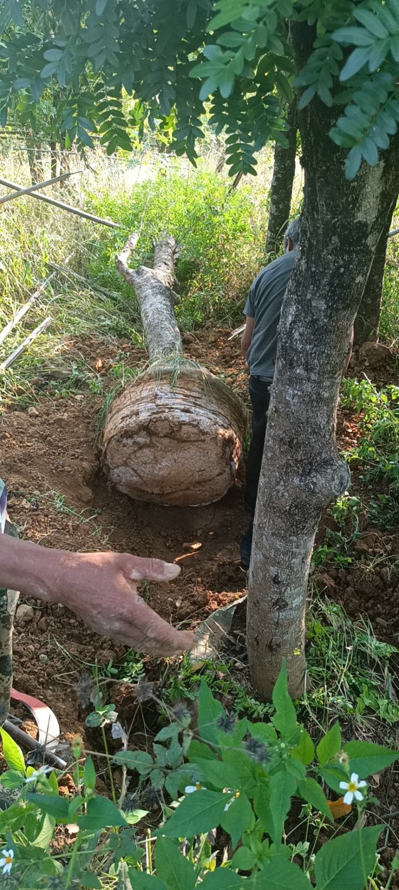 精品清香木地袋苗米径4-15公分，基地直供，一手货源！