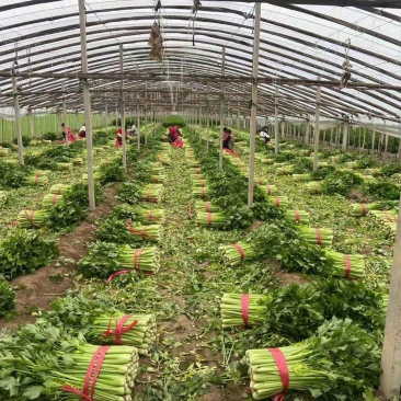 夏邑县精品皇后西芹，产地直销代发全国诚信经营质量有保证