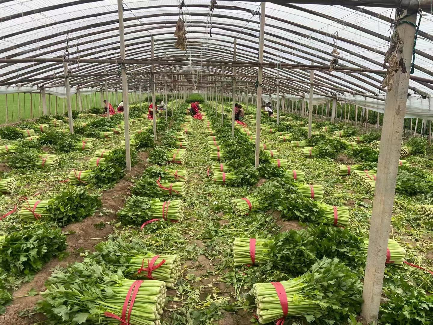 现代化连栋温室内部,整齐排列的西芹植株,绿叶宽柄,地面铺设滴灌带,工人正在采收。远处可见温控设备和遮阳系统 山东省寿光市西芹种植大棚实景