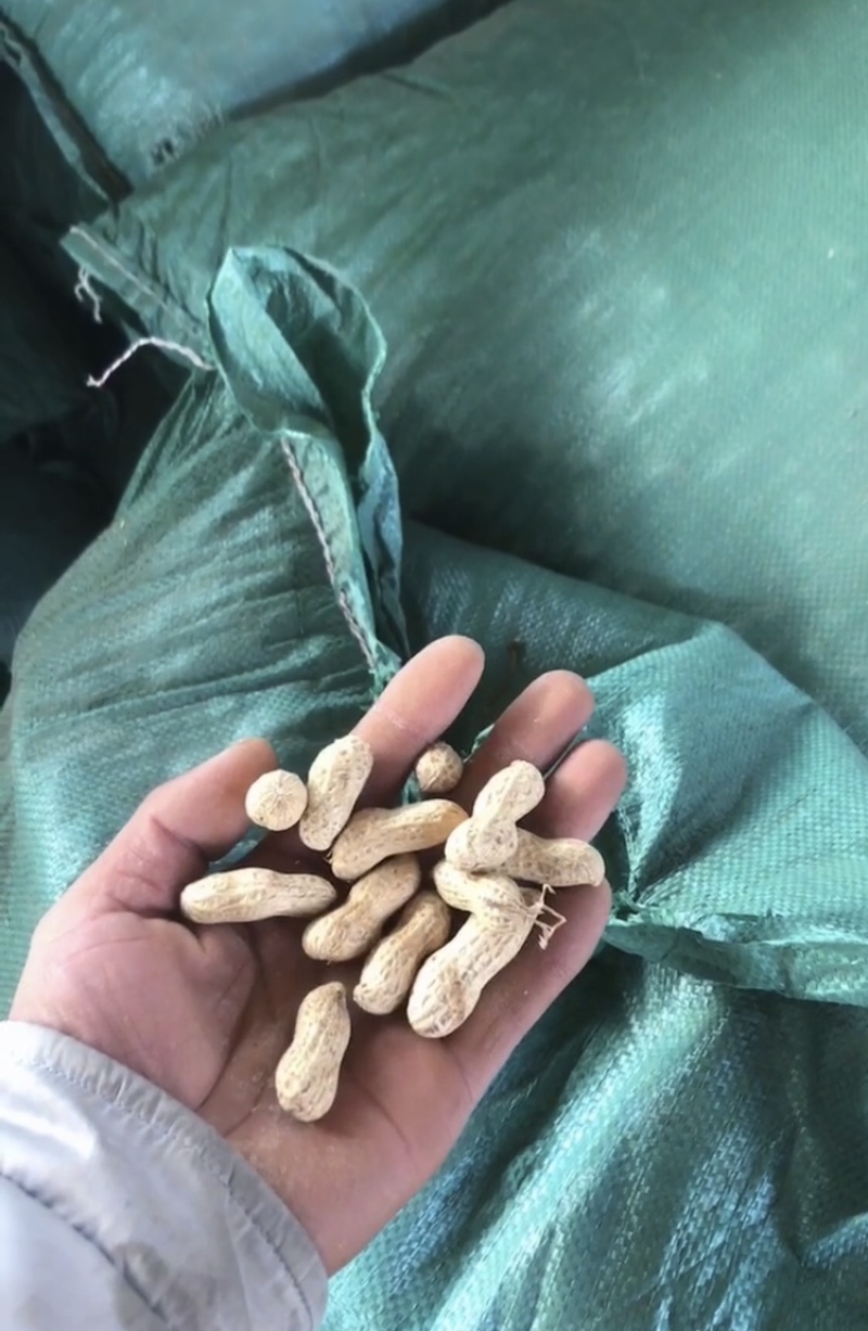 花生天府三，冀油四，鲁花三，小日本，高油酸