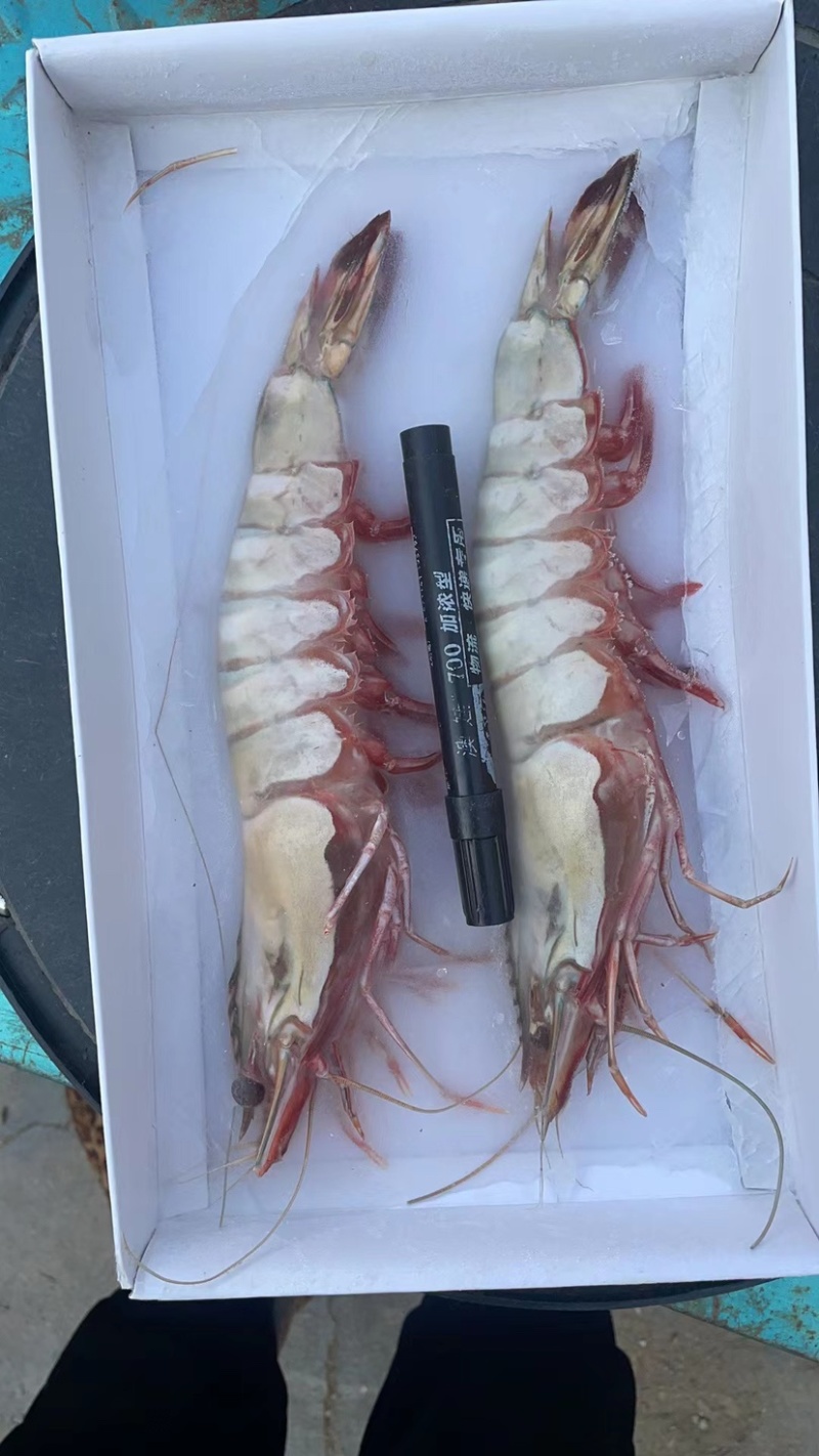 天然黑虎虾草虾水产礼盒
