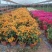 三角梅小袋，基地批发，老苗多多