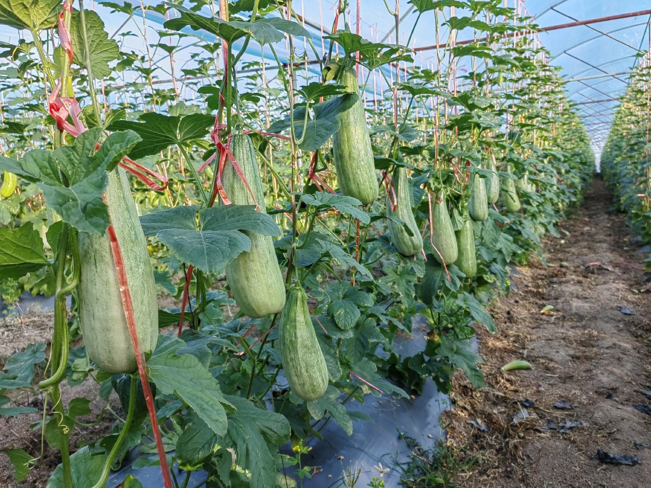羊角蜜甜瓜田间种植示意图
