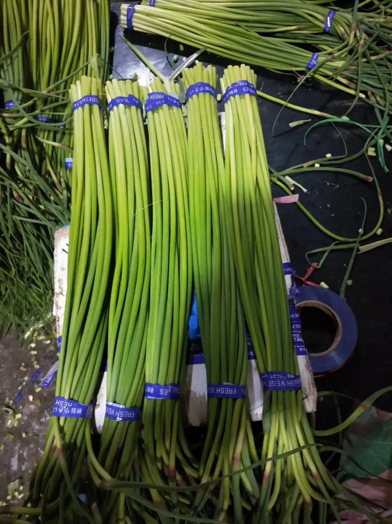 优质蒜苔质量保障视频看货诚信为本对接全国电商批发商欢迎来电