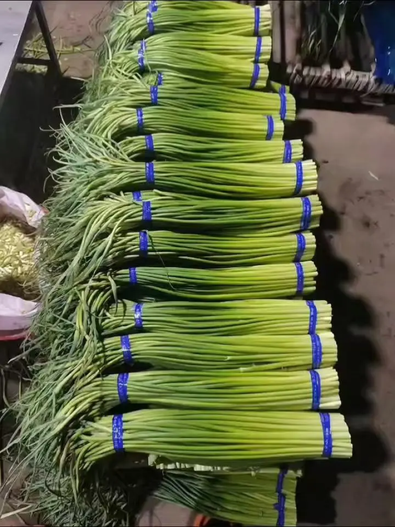优质蒜苔质量保障视频看货诚信为本对接全国电商批发商欢迎来电
