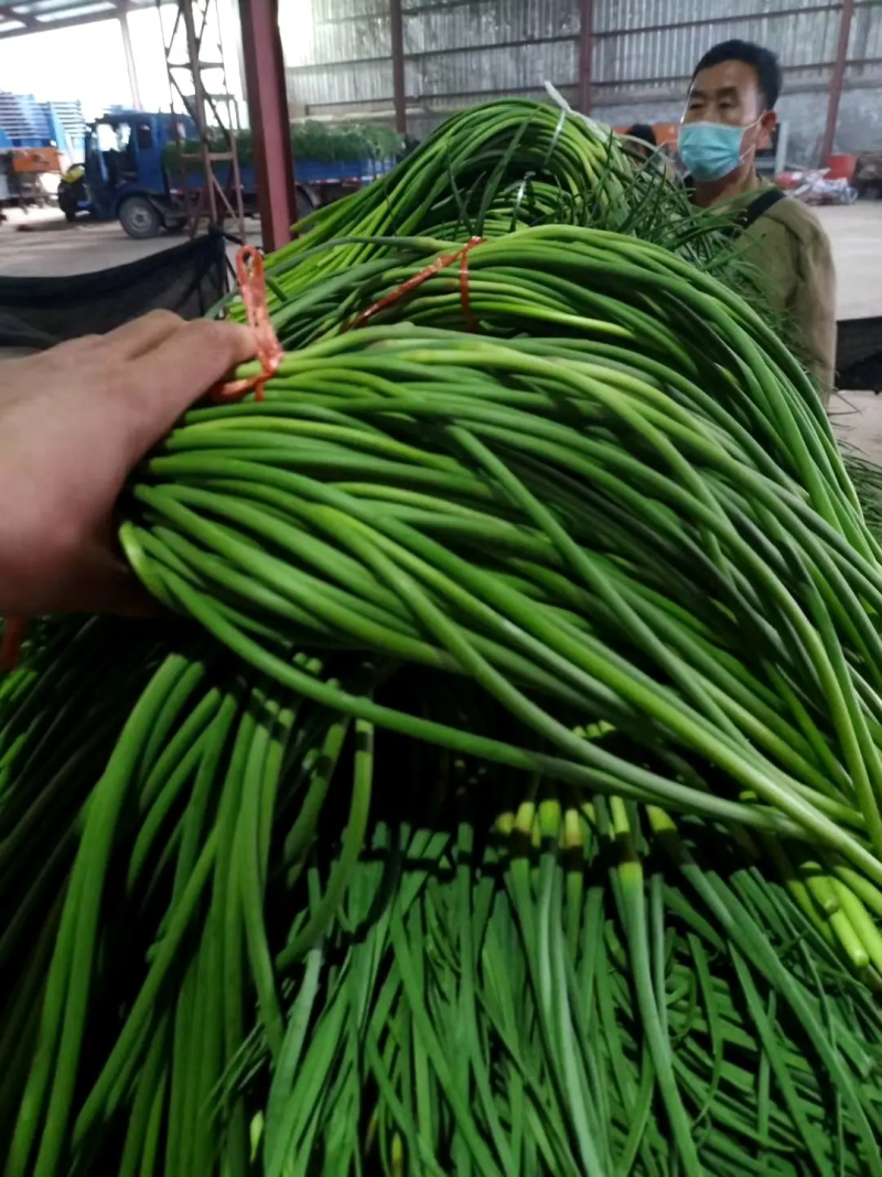 优质蒜苔质量保障视频看货诚信为本对接全国电商批发商欢迎来电