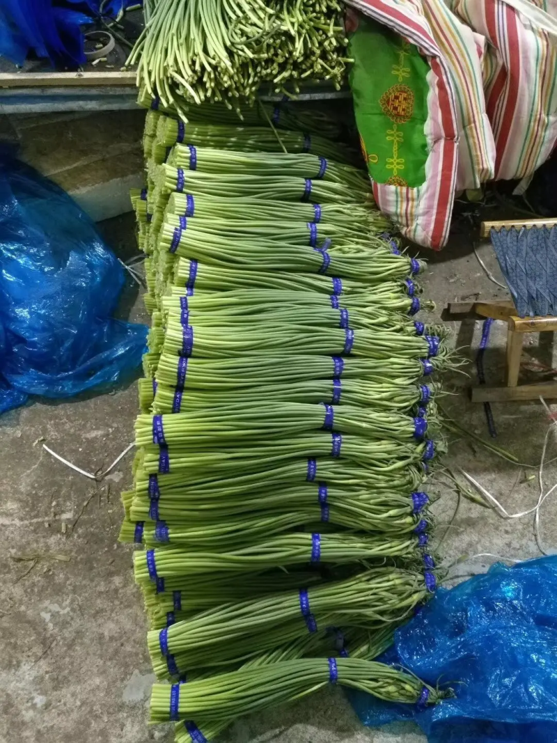 优质蒜苔质量保障视频看货诚信为本对接全国电商批发商欢迎来电