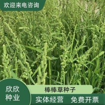 棒棒草种子耐寒水草冬季水稗草菵米优良饲料食用养鱼养虾菵草