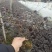 【精选】湖南红花继木苗16杯，基地一手货源，价格便宜