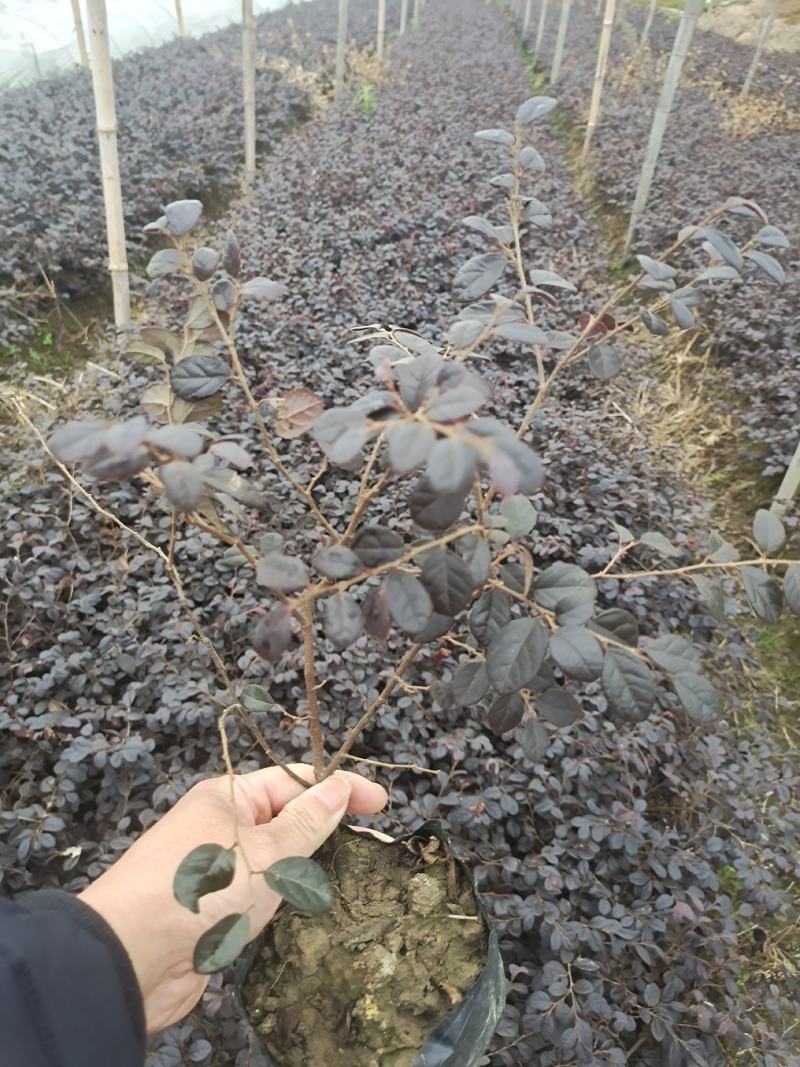 【精选】湖南红花继木苗16杯，基地一手货源，价格便宜