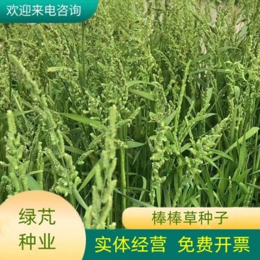 棒棒草种子小龙虾养殖苦梗草菵草一年生耐寒低温挺水水生野草