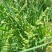 棒棒草种子小龙虾养殖苦梗草菵草一年生耐寒低温挺水水生野草
