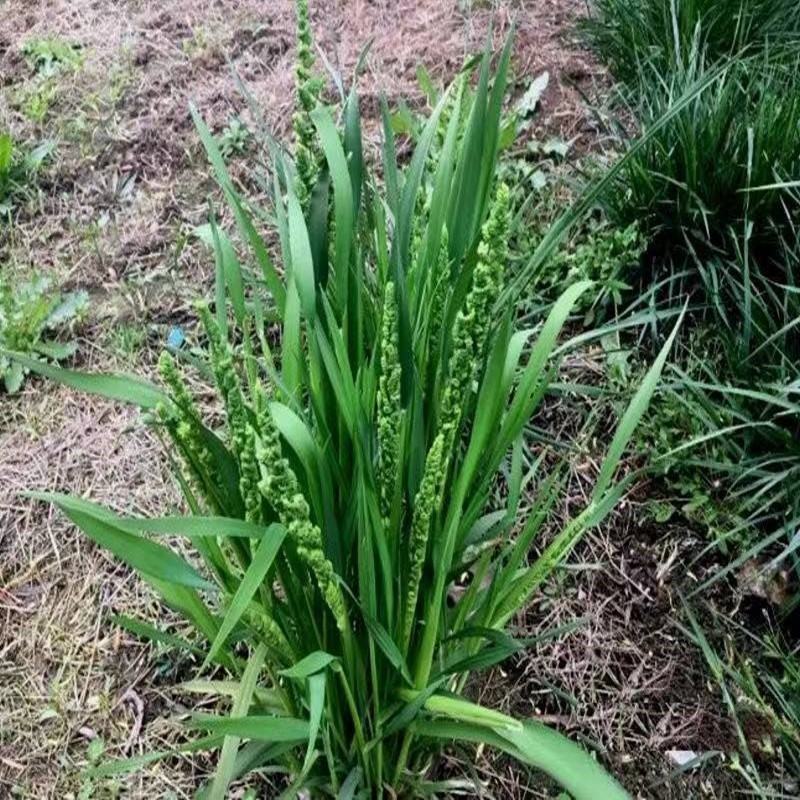 棒棒草种子小龙虾养殖苦梗草菵草一年生耐寒低温挺水水生野草