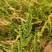 棒棒草种子小龙虾养殖苦梗草菵草一年生耐寒低温挺水水生野草