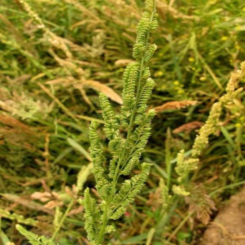 棒棒草种子小龙虾养殖苦梗草菵草一年生耐寒低温挺水水生野草