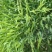 棒棒草种子小龙虾养殖苦梗草菵草一年生耐寒低温挺水水生野草