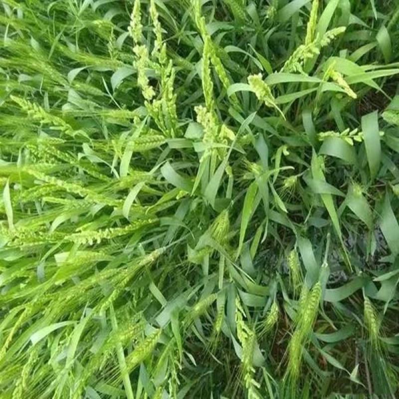 棒棒草种子小龙虾养殖苦梗草菵草一年生耐寒低温挺水水生野草